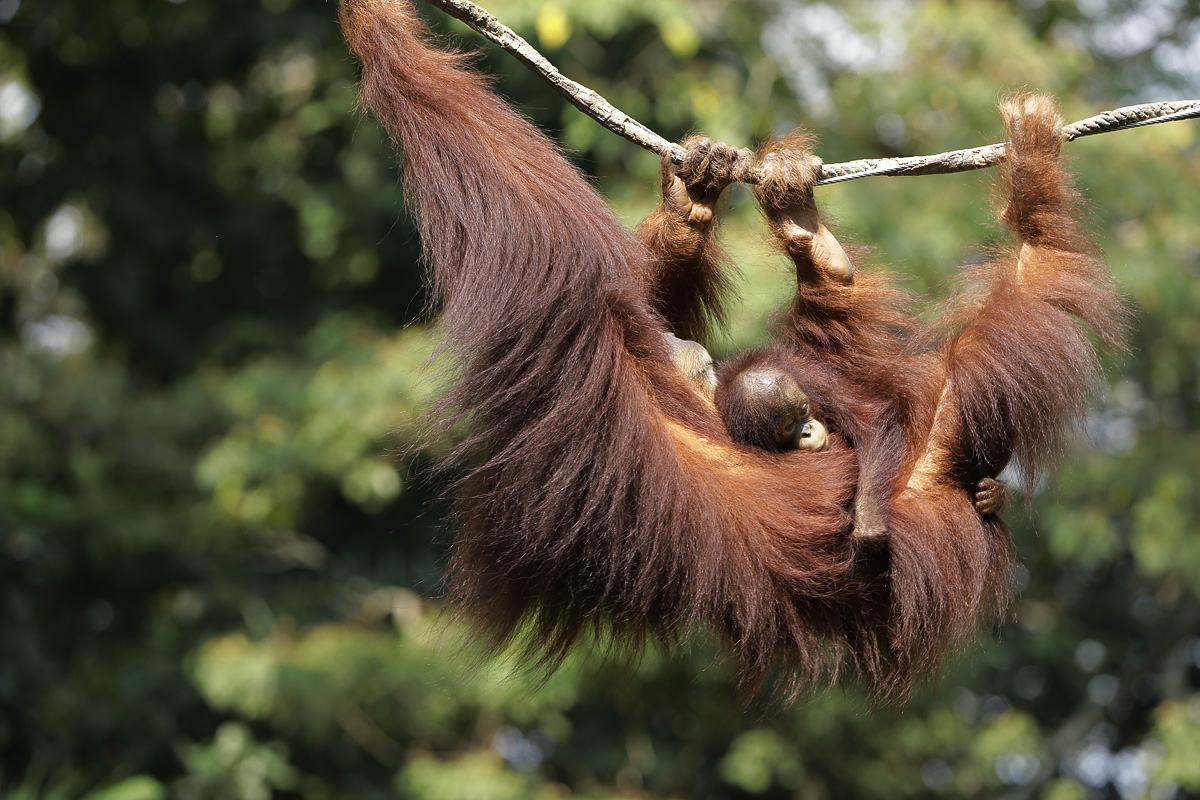 Ranger Buddies Virtual Show: Rainforest Friends